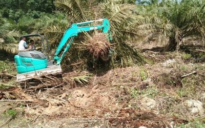 Sawit Mulai Dibongkar di Lokasi Demplot SJB Desa Karang Sari, Kotawaringin Timur