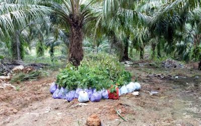 Pembangunan Demplot SJB di Kelurahan Pangkut, Arut Utara Telah Dimulai