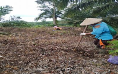 Proses Penanaman Demplot Strategi Jangka Benah (SJB) di Kelurahan Pangkut, Kec. Arut Utara, Kab. Kotawaringin Barat