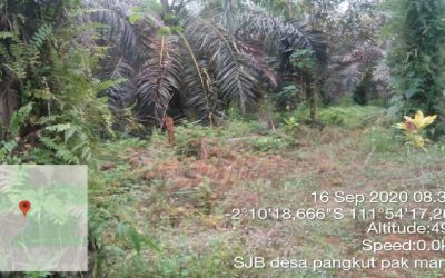 Monev Berkala Demplot Strategi Jangka Benah (SJB) dan Survey Perluasan Demplot di Desa Karang Sari