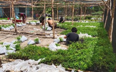 Aktifitas Pembangunan Kebun Bibit Desa (KBD) di Desa Karang Sari dan Kelurahan Pangkut, bantuan dari BPDASHL Kahayan Telah Dimulai