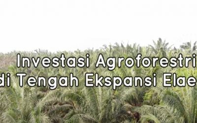 Rilis Seri Video Strategi Jangka Benah Terbaru “Investasi Agroforestri di Tengah Ekspansi Elaeis”