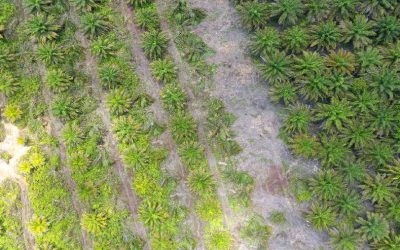 Perluasan Pembangunan Demplot Strategi Jangka Benah di Desa Karangsari