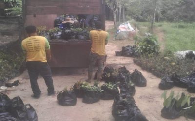 Bantuan Bibit dari BPDASHL Batanghari Untuk Pembangunan Demplot SJB di Desa Sungai Jernih, Kecamatan Muara Tebo, Jambi