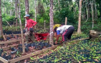 Pengambilan Bibit Meranti dari Persemaian Wanagama II, untuk Program Strategi Jangka Benah di Desa Sungai Jernih, Jambi