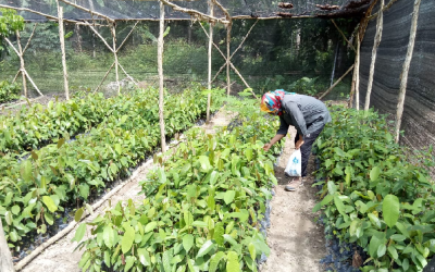 Persiapan Lapangan Sekolah Jangka Benah di Desa Karang Sari dan Monitoring Demplot Berkala