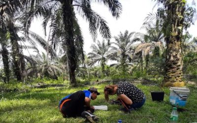 Identifikasi Kapasitas Infiltrasi Tanah di Demplot Strategi Jangka Benah, Provinsi Jambi