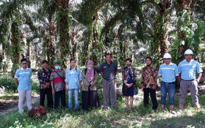 Belajar Potensi Integrasi Agroforestri Sawit dan Kerbau di PT Surya Sawit Sejati
