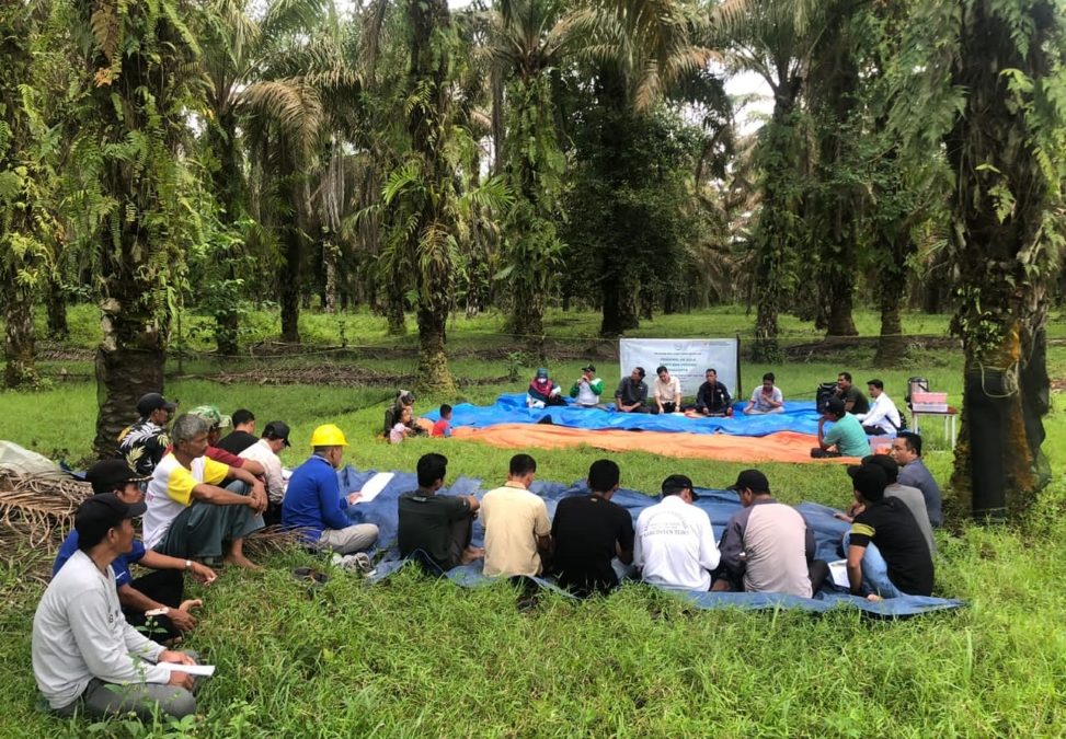 Pelatihan Pembuatan Gula Sawit untuk Tanaman Kelapa Sawit Tidak Produktif