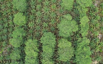 Monitoring Demplot Jangka Benah di Jambi Setelah 5 Tahun